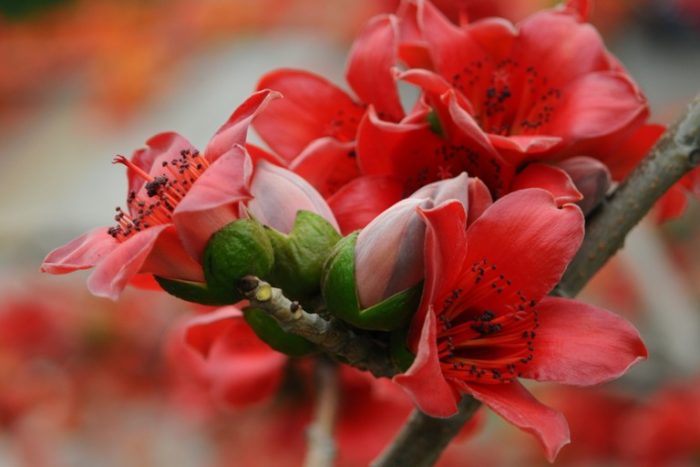 Жизнь знаменитого художника Сюй Бэйхуна (Часть 1)